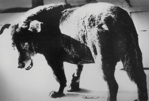 Stray Dog Daido Moriyama