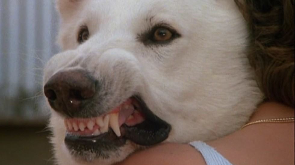 White Dog de Samuel Fuller