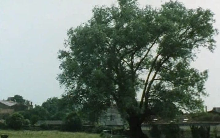 L'arbre de la discorde dans le film de Rohmer