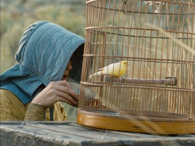 Nourrir les oiseaux domestiques dans La Dernière Piste