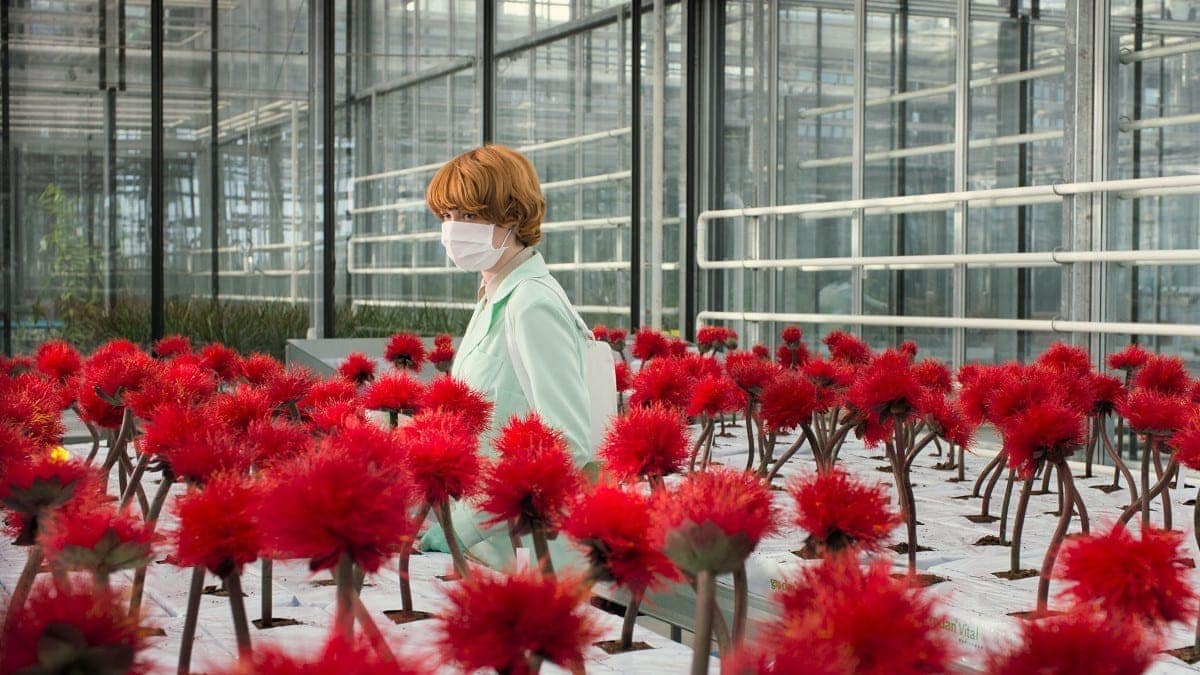 Emily Beecham dans son laboratoire dans Little Joe