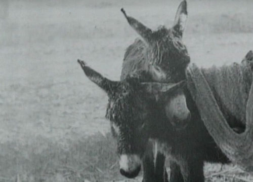 Deux ânes dans Le Bled de Jean Renoir