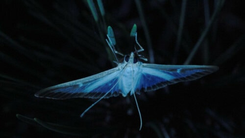 Un papillon du film Pyrale