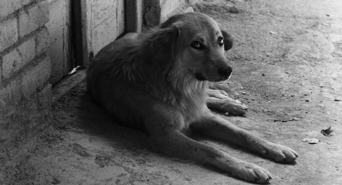 Le chien qui fait peur à l'enfant dans Le Pain et la rue