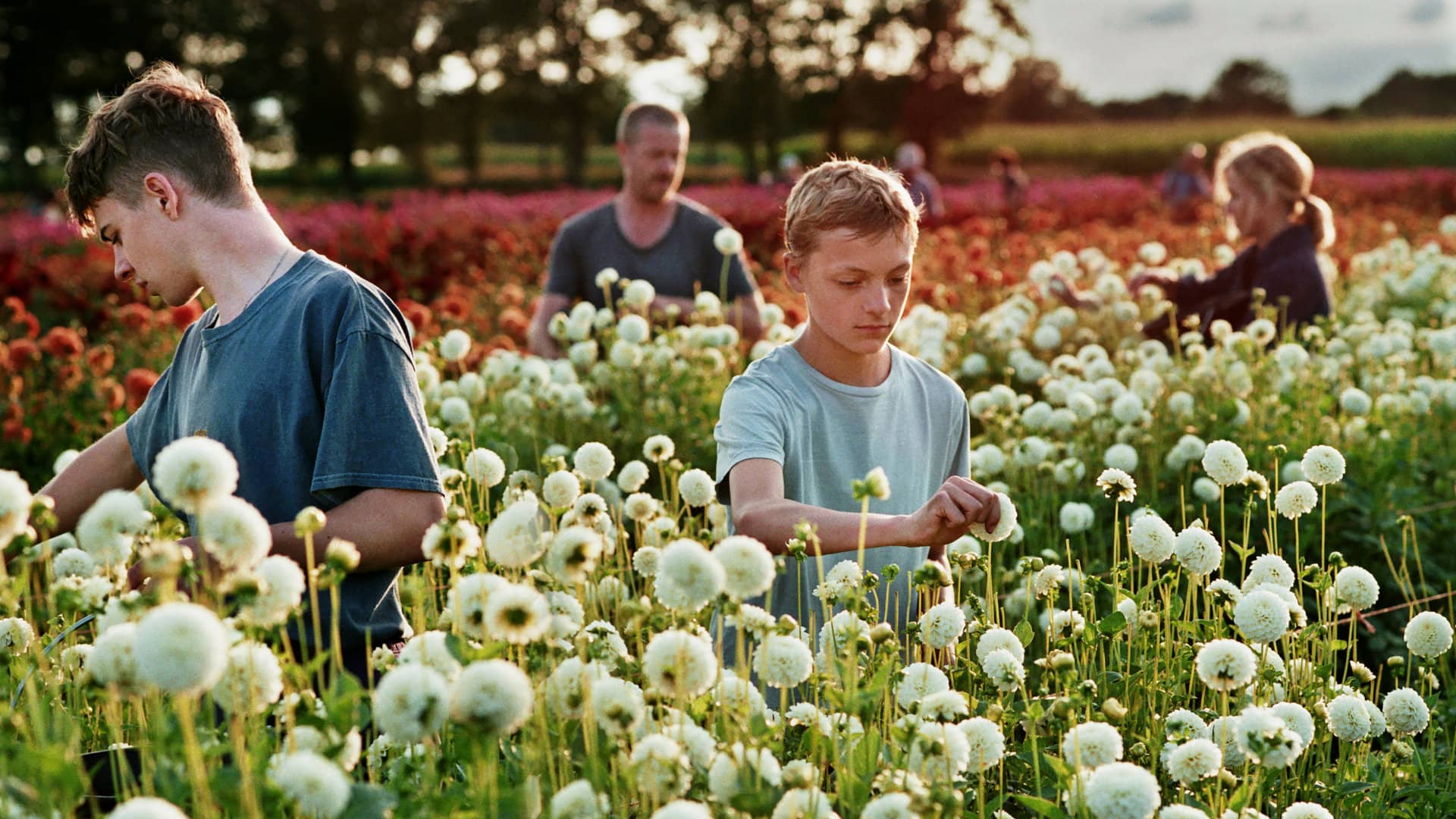 Léo (Eden Dambrine) avec sa famille dans leur champ de fleurs dans Close