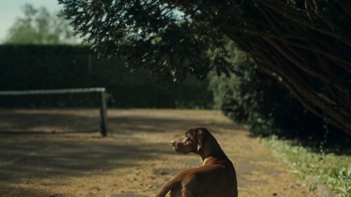 Le chien dans L'Académie des secrets de Joachim Olender