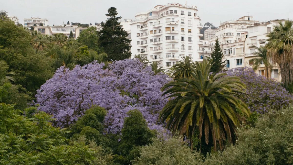 Un paysage verdoyant d'Alger dans Alea Jacarandas de Hassen Ferhani